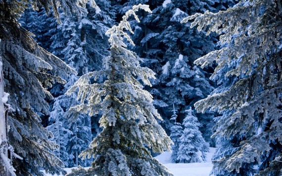 Free Send to Mobile Phone Winter Nature wallpaper num.4