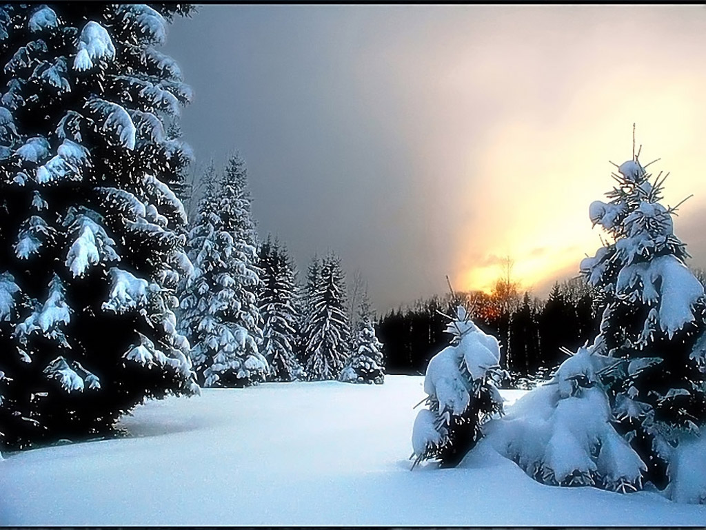 Download Winter / Nature wallpaper / 1024x769