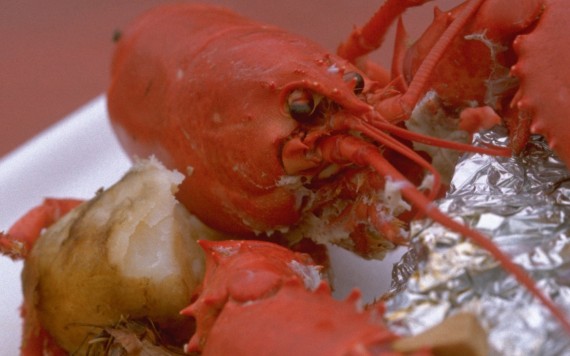 Free Send to Mobile Phone crayfish, lobster Food and Dining wallpaper num.4