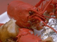 crayfish, lobster / Food and Dining