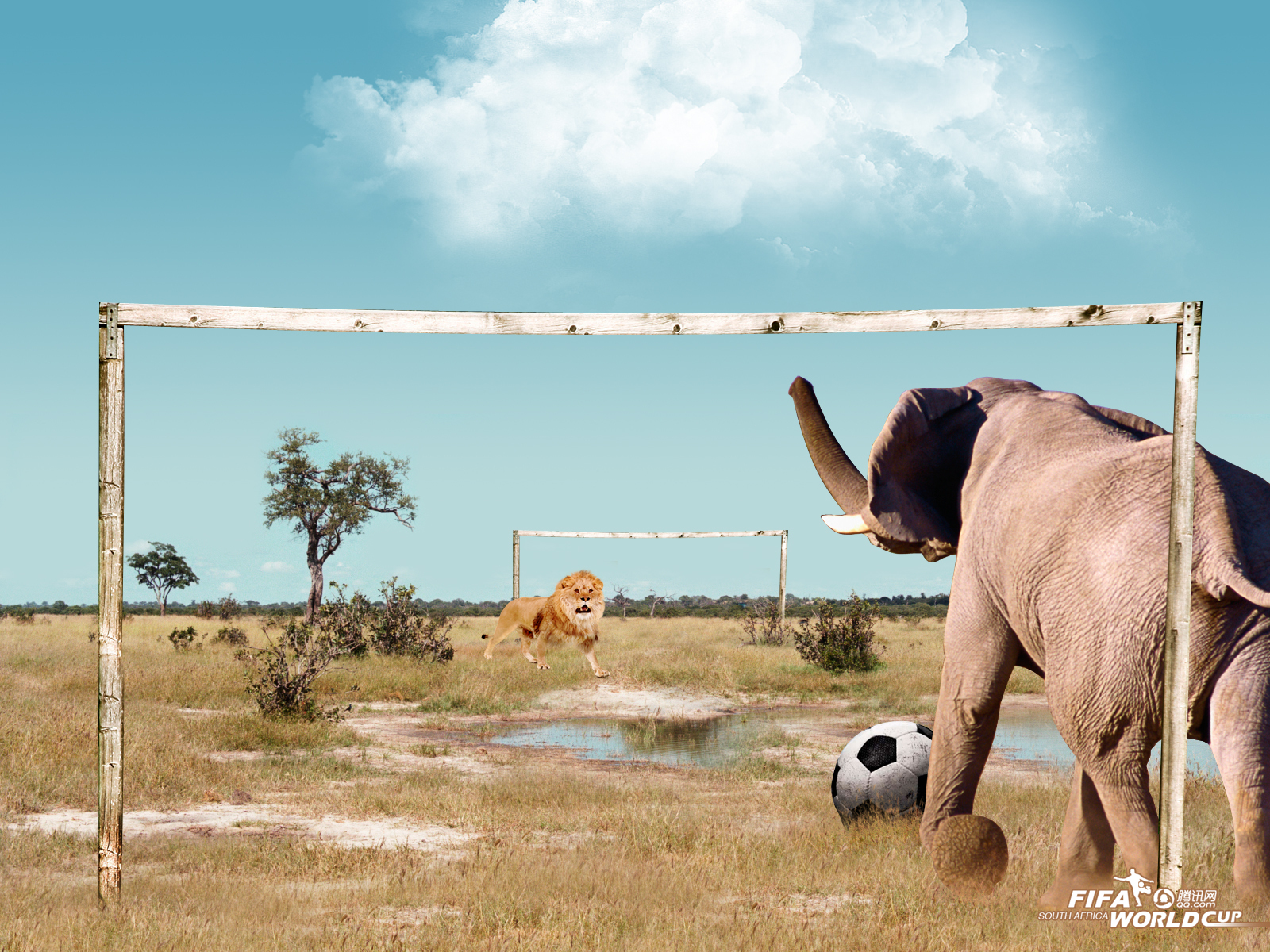 Download HQ animals play football Funny wallpaper / 1600x1200