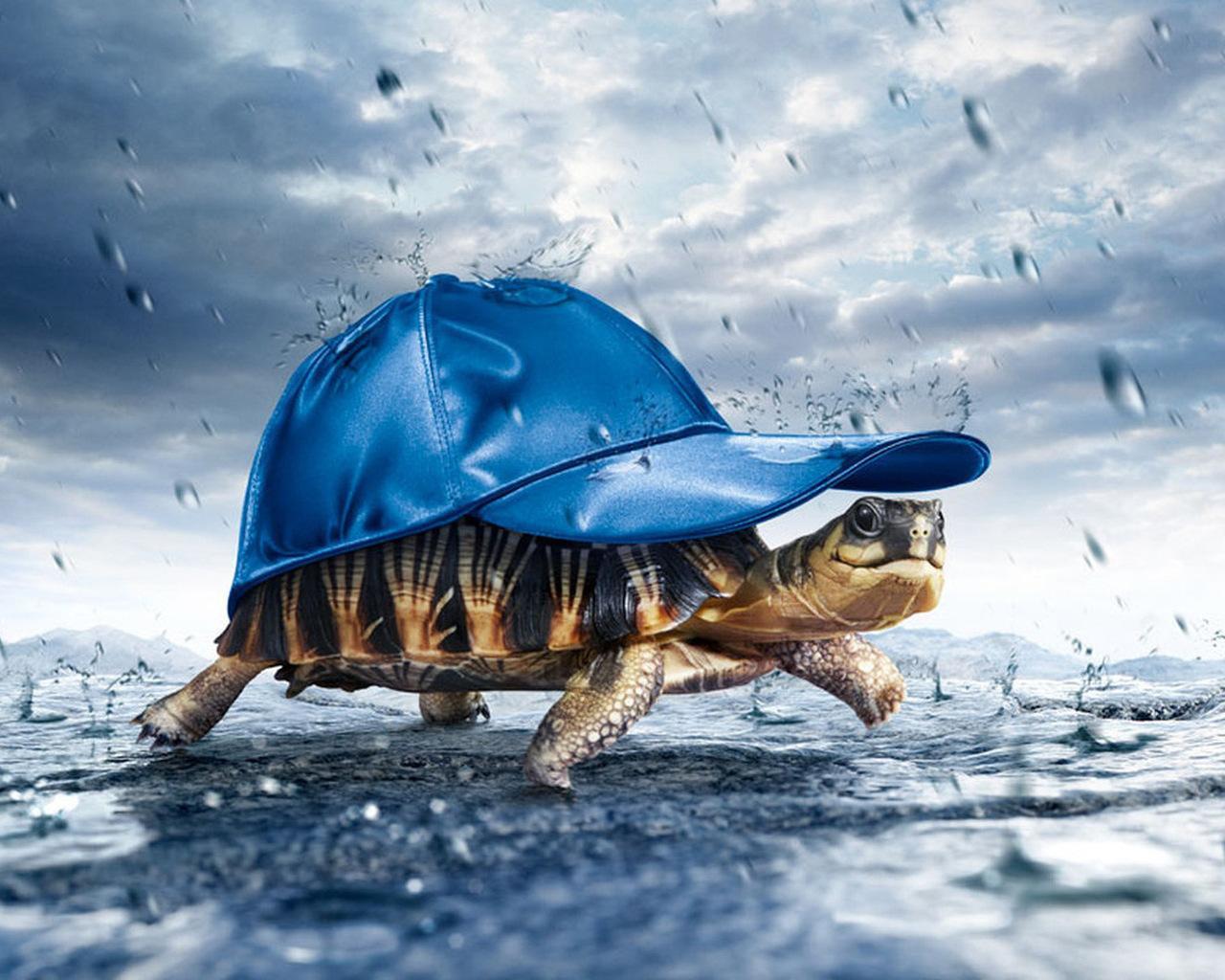 Download full size turtle in the cap Funny wallpaper / 1280x1024