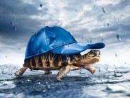 Download turtle in the cap / Funny
