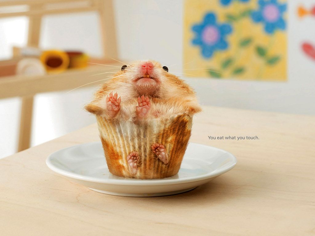 Download hamster cupcake Funny wallpaper / 1024x768