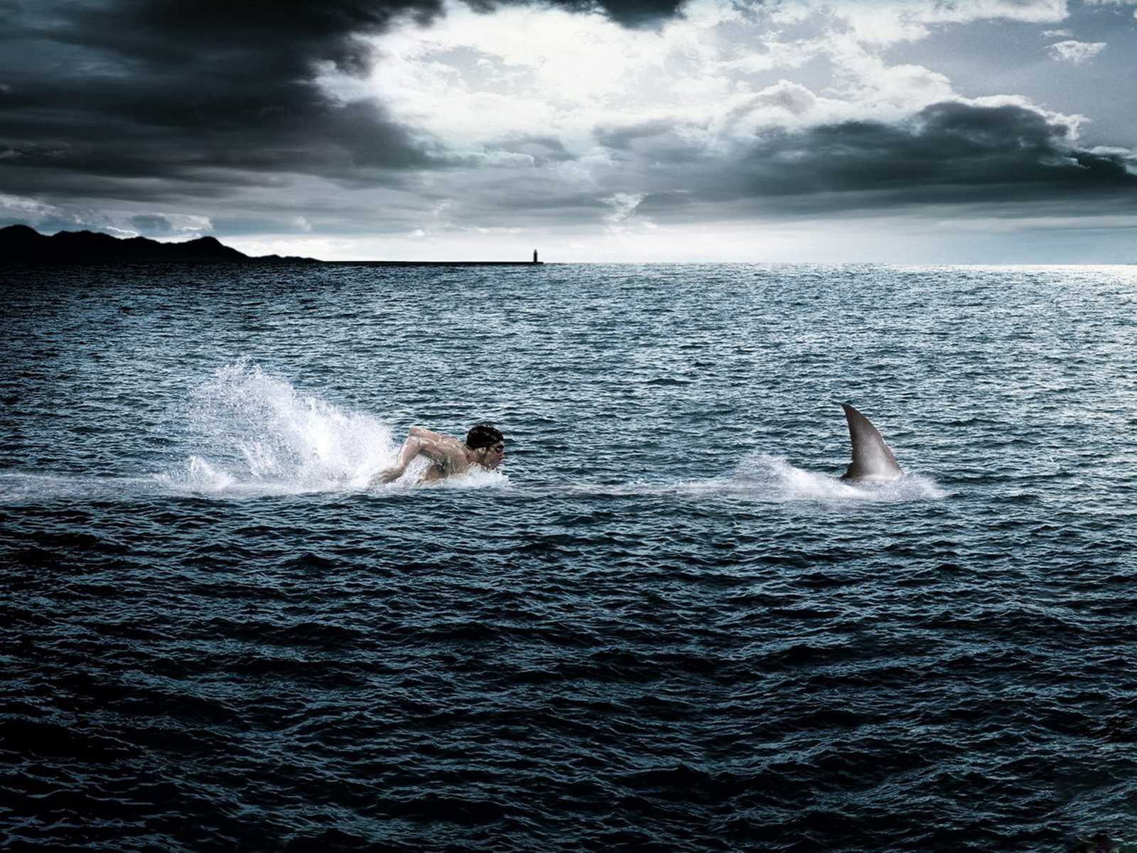 Download HQ swimmer in the pursuit of shark Funny wallpaper / 1600x1200