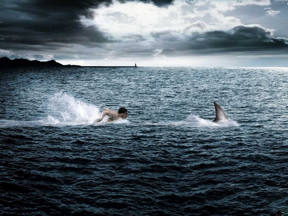 Free Send to Mobile Phone swimmer in the pursuit of shark Funny wallpaper num.8