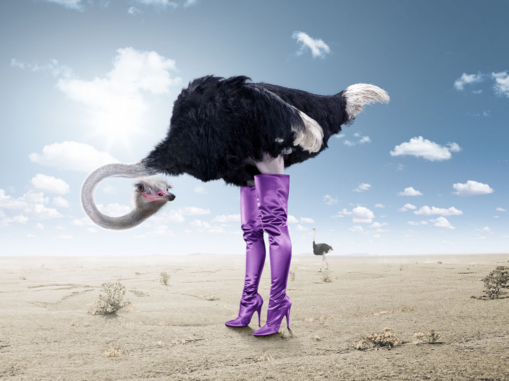 Full size ostrich in pink boots Funny wallpaper / 1024x768
