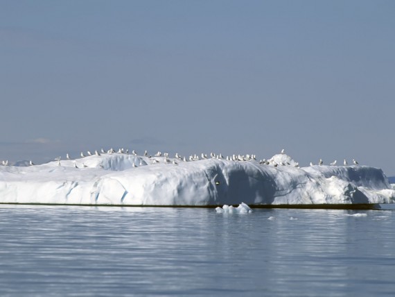 Free Send to Mobile Phone Icebergs Nature wallpaper num.6