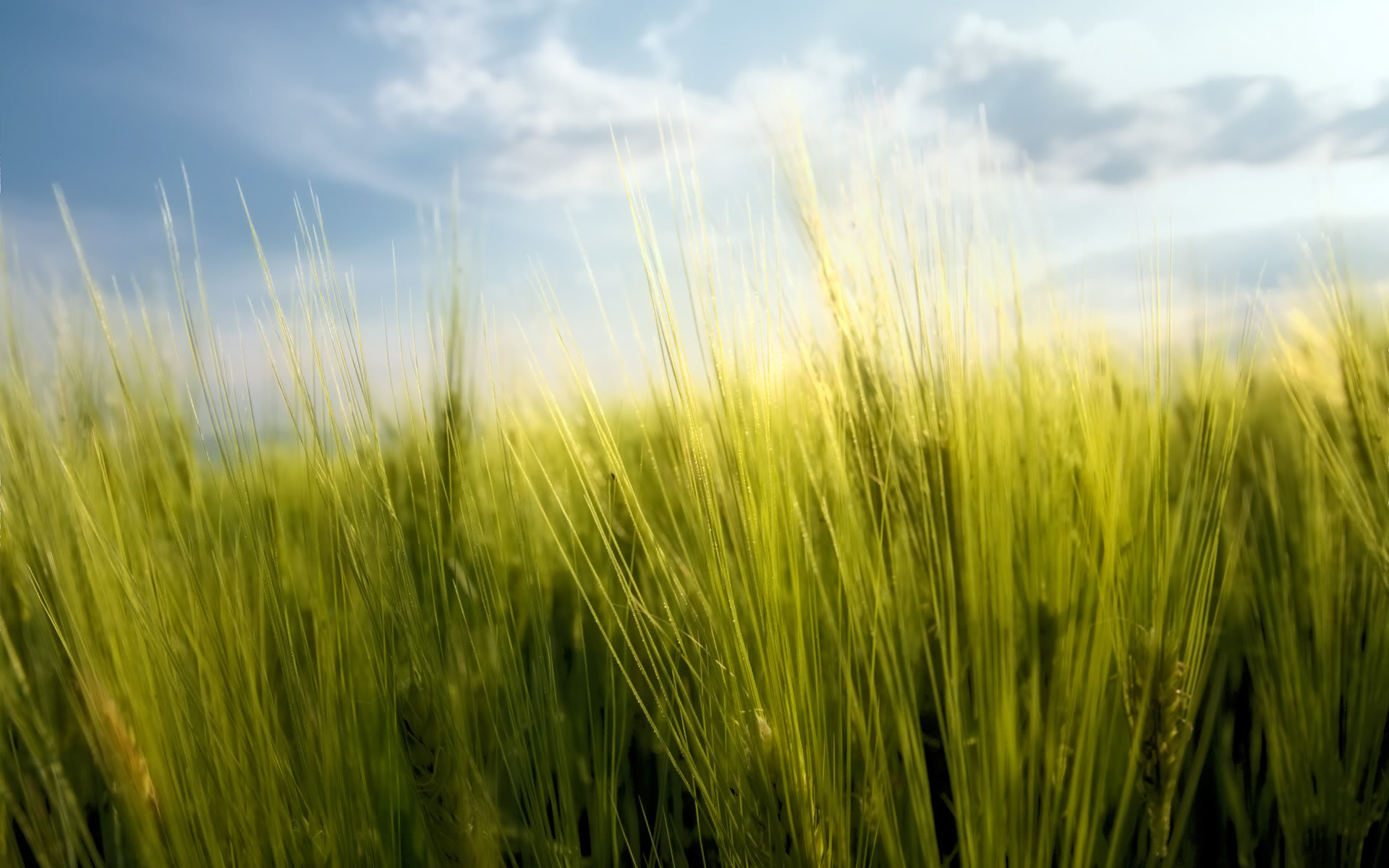 Download HQ Spring Wheat Nature wallpaper / 1920x1200