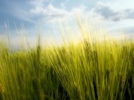 Download Spring Wheat / Nature