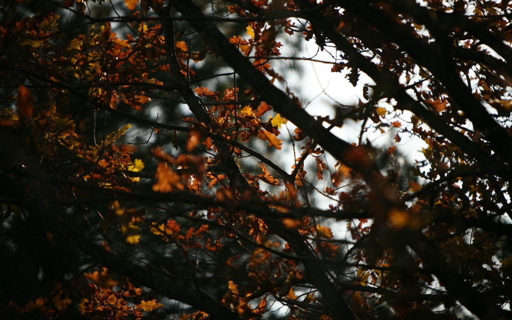 Download High quality Autumn Leaves Original wallpaper / 1680x1050