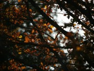 Download Autumn Leaves / Original