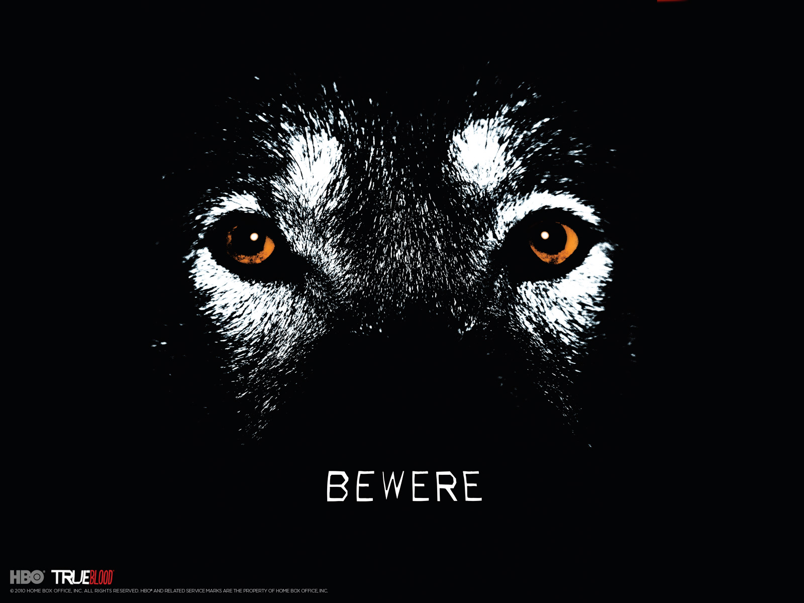 Download full size wolf bewere True Blood wallpaper / 1600x1200
